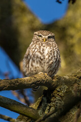Obraz premium The little owl (Athene noctua), also known as the owl of Athena or owl of Minerva, is a bird that inhabits much of the temperate and warmer parts of Europe 