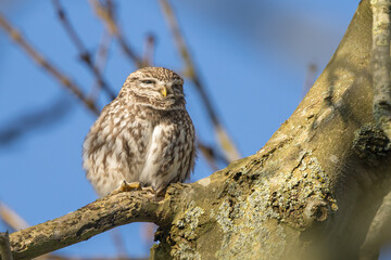 Obraz premium The little owl (Athene noctua), also known as the owl of Athena or owl of Minerva, is a bird that inhabits much of the temperate and warmer parts of Europe 