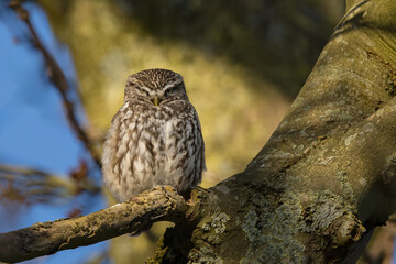 Obraz premium The little owl (Athene noctua), also known as the owl of Athena or owl of Minerva, is a bird that inhabits much of the temperate and warmer parts of Europe 