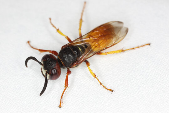 European beewolf, Philanthus triangulum, also known as the bee-killer wasp or the bee-eating. Top view of an adult specimen.