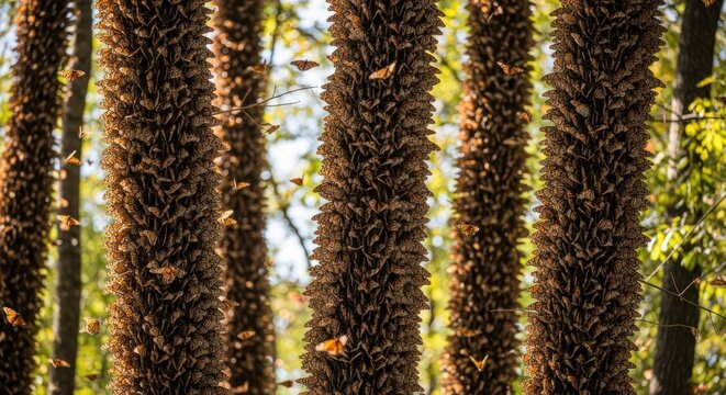 Trunks of trees covered with many monarch butterflies in the forest