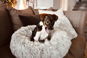 Adorable Small Puppy Dog Waking Up Yawning in White Fluffy Pet Bed with Bokeh Lights Background