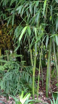 Dense Bamboo Grove with Lush Green Foliage and Ferns, Tropical Garden Scene