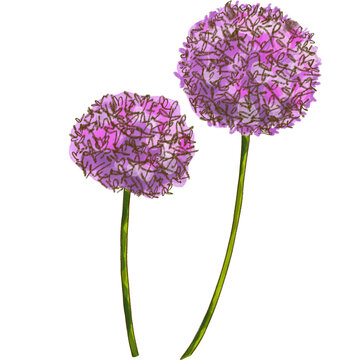Allium