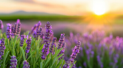 Obraz premium A field of purple lavender flowers with the sun shining on them