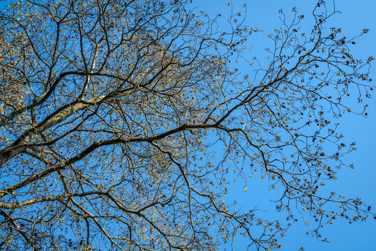 Tips of leafless alder tree branches covered with catkins creating textured patterns against a clear blue early spring sky B