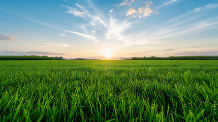 Obraz premium A field of green grass with a bright blue sky in the background