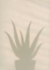 Obraz premium Minimalist shadow of aloe.
