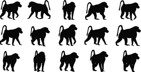Collection of baboon monkey silhouettes walking in various poses isolated on gray background, wildlife primate illustration set for design use © Sujoy