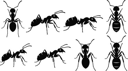Collection of ant silhouettes in various poses isolated on gray background, insect wildlife illustration set for nature and biology design © Sujoy