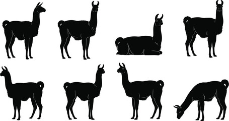Collection of llama and alpaca silhouettes in different poses isolated on gray background, farm animal camelid illustration set for design © Sujoy