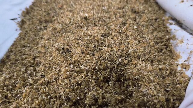 cricket eggs hatch, cricket farming