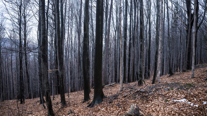 Zimowy las w chłodnej tonacji © kubikactive