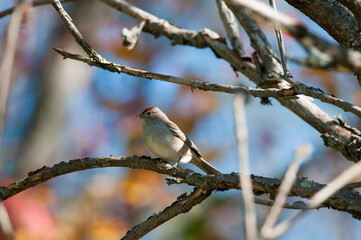 Obraz premium White-Crowned Sparrow female perched on a branch during October in New York