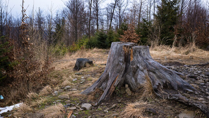 Ścięte pnie drzew w górskim lesie © kubikactive