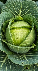 Close-up view of a fresh, green cabbage head with layered leaves.