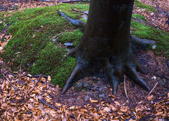 Pień drzewa wyrastający z zielonego mchu © kubikactive
