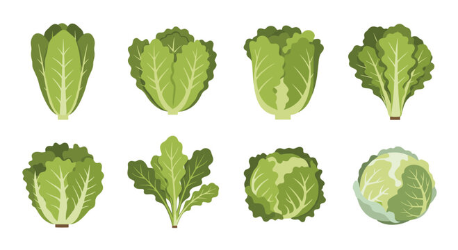 Eight Different Types of Green Leafy Vegetables Including Lettuce and Cabbage