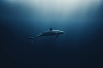 Fototapeta premium Whale outdoors animal mammal.