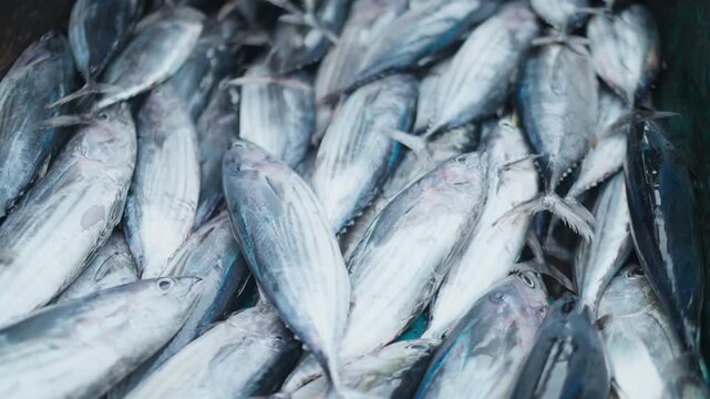 Fresh catch of Skipjack Tuna in a large container at the market today