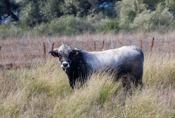 race de vache ou taureau Alb&egrave;re ou massanaise - &agrave; confirmer
