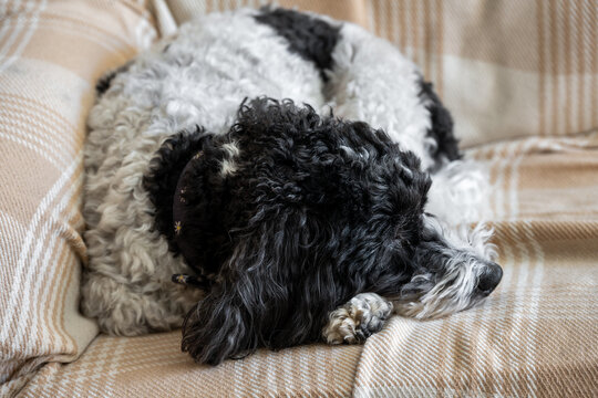 Cute black and white cockapoo lying down on a beige blanket on a sofa