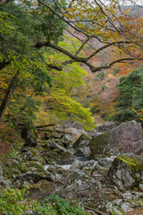 日本　広島県山県郡安芸太田町にある峡谷、三段峡の水梨口から三段滝までの川沿いの紅葉