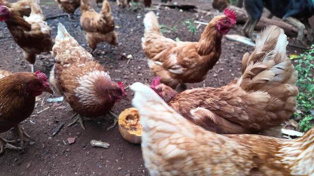 Red hen walking through the pasture. Common red rooster and hens looking for food, farm in Misiones, Argentina
