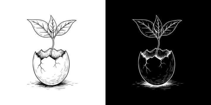 Sprout growing from cracked egg symbolizing new beginnings and Spring Equinox, isolated vector image, two design options on transparent and black backgrounds, pencil drawing, chalk drawing  
