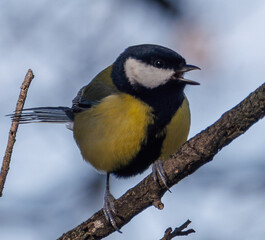 m&eacute;sange charbonni&egrave;re et sa couleur jaune et noire en plein chant, bec ouvert
