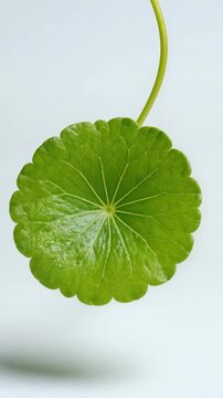 Centella asiatica leaf zooming on white background skincare ingredient video