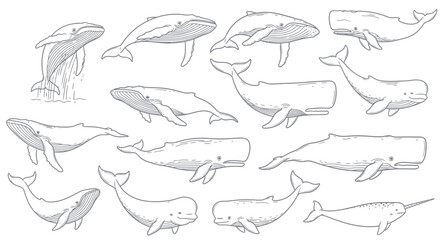 Collection of Whale Illustrations in Various Poses.