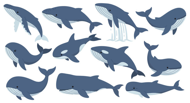 Collection of various whale species illustrations.