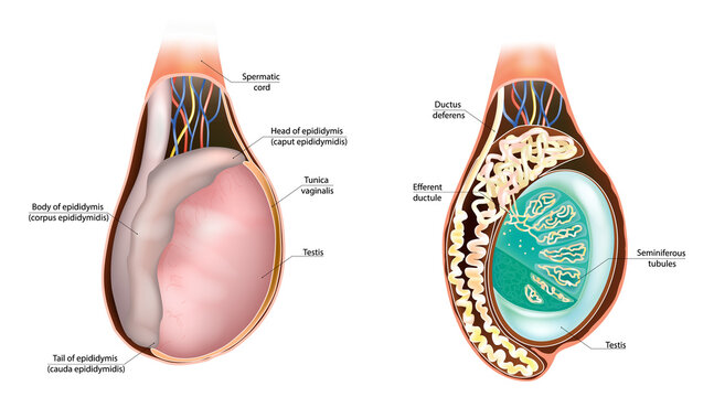 Male Reproductive System Testis and Epididymis Anatomy Diagram. Human Testis Epididymis Anatomy Medical Illustration
