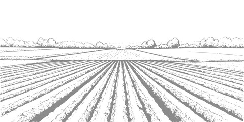 Fototapeta premium Stylized black and white illustration of cultivated agricultural fields with rows stretching to the horizon, symbolizing farming and nature.