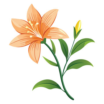 zephyranthes citrina flower on white
