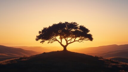 A lone tree stands on a hill, silhouetted against a breathtaking sunset.