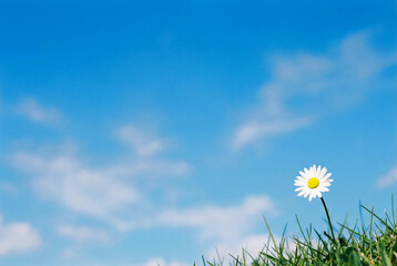 Single white daisy flower growing in green grass under bright blue sky for Earth Day and environmental protection concept