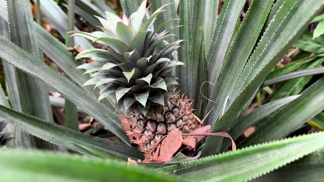 Pineapple on a Pineapple Tree