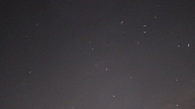 Swarm of flying termites in the evening sky at dusk