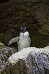 Fototapeta premium parai daiza en Belgique