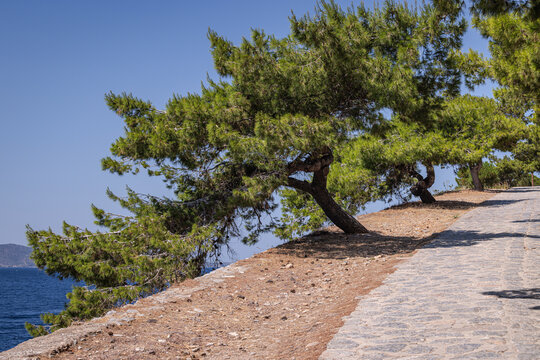 Trees on a pathway near Kamini, Hydra, Greek Islands
