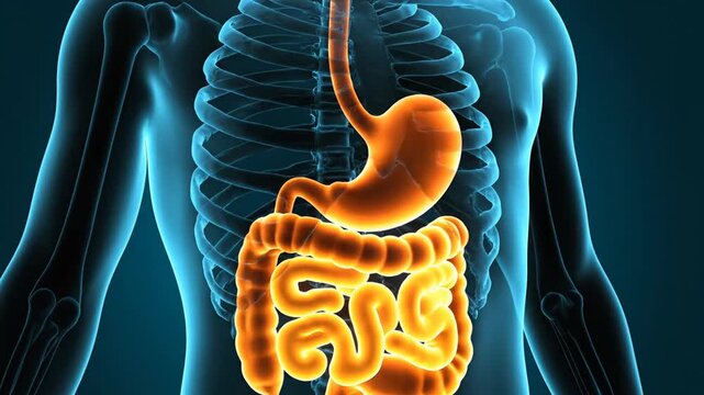 Human Digestive System Anatomy Animation of Stomach Intestines for Medical Health Education on Blue Background