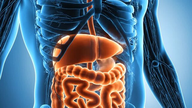 Human Digestive System Anatomy Illustration with Orange Organs and Blue X-Ray Skeleton in Medical Visualization