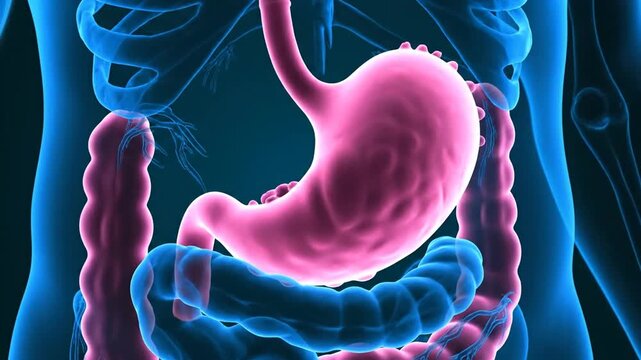 Human Digestive System Anatomy in Blue with Pink Stomach and Intestines Visualization for Medical Educational Purposes