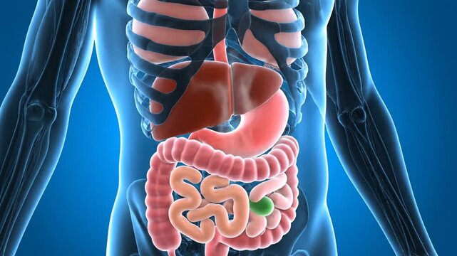 Human Digestive System Illustration with Transparent Skin and Bright Internal Organs Anatomy for Biology Education and