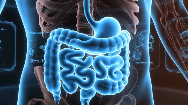 Human Digestive System Animation Model with Blue Light and Futuristic Touch for Medical Education and Healthcare