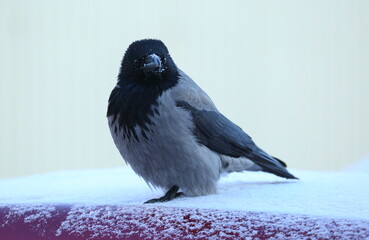 Fototapeta premium A crow is sitting on the snow-covered roof of a red car