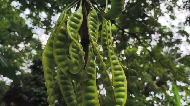Parkia speciosa tree, also known as petai, which grows in the tropical countryside of Indonesia.