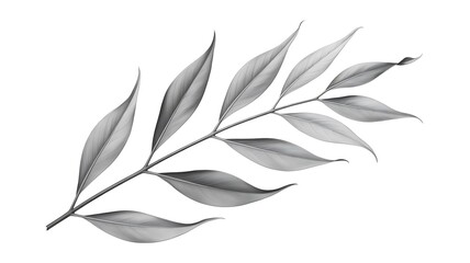 Obraz premium Grayscale plant branch with multiple leaves, isolated on white, botanical illustration style